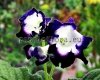 Streptocarpus DS-PEGAS 